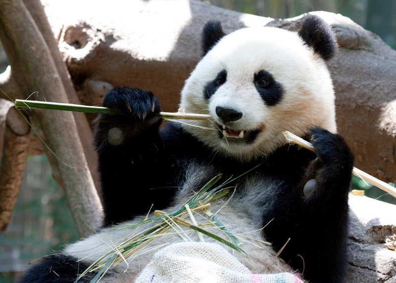 Illustration for article titled Giant Panda Breeding Efforts Have Actually Been Really Successful